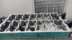 Uni Block Mould